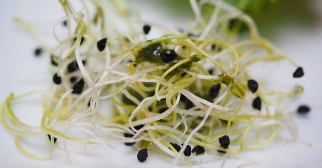 Beneficios de los brotes de alfalfa