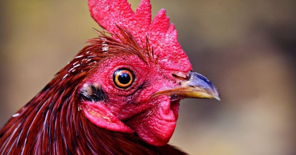 ¿El pollo engorda?