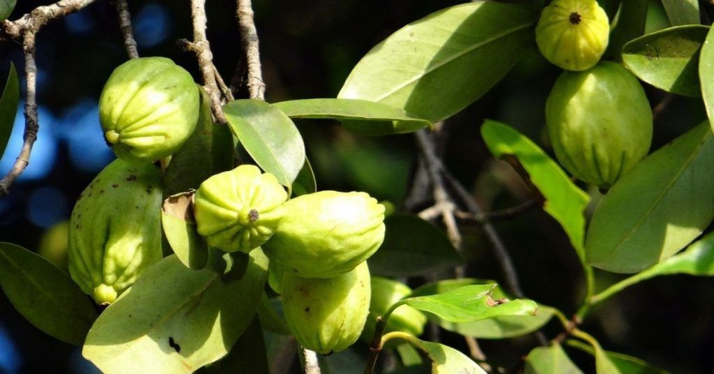 Garcinia cambogia para perder peso y cuidar la salud