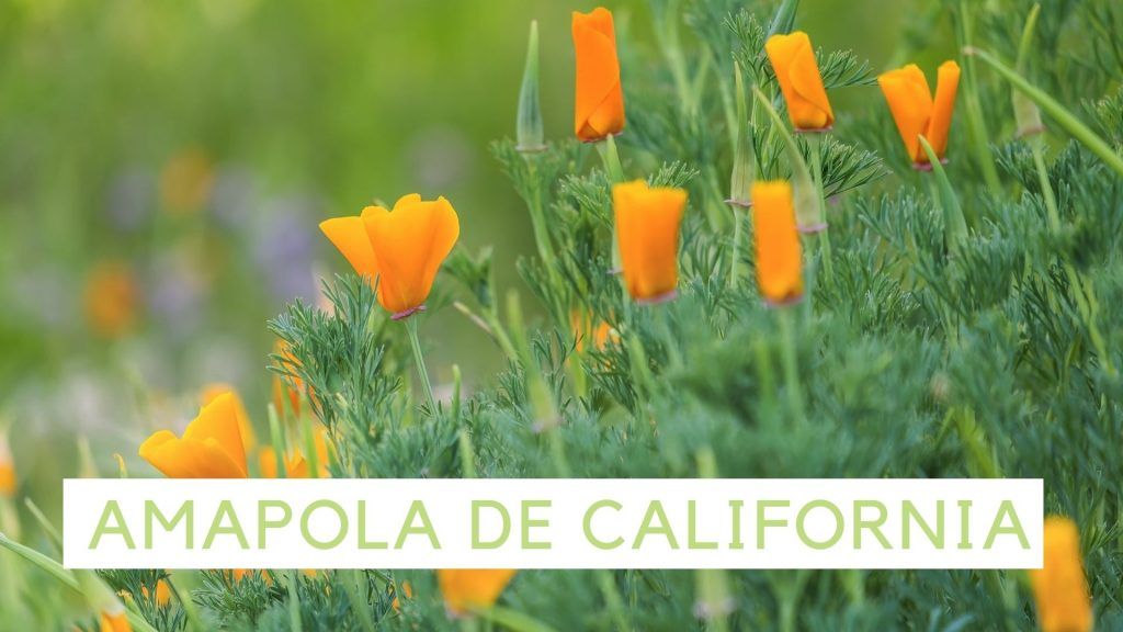 Amapola de California / Fitoterapia práctica