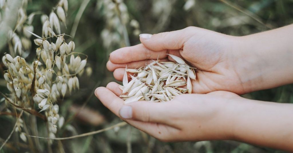 Propiedades sedantes de la avena
