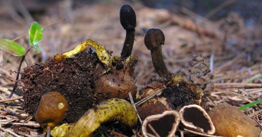 Córdiceps, la seta milagrosa