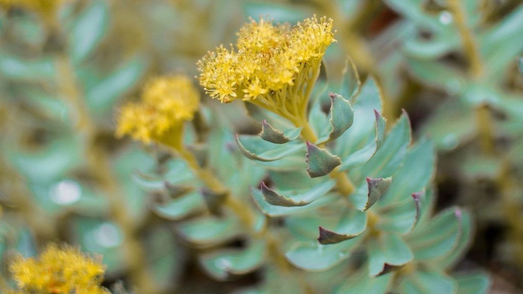 Rhodiola, potente adaptógeno para mantener el rendimiento