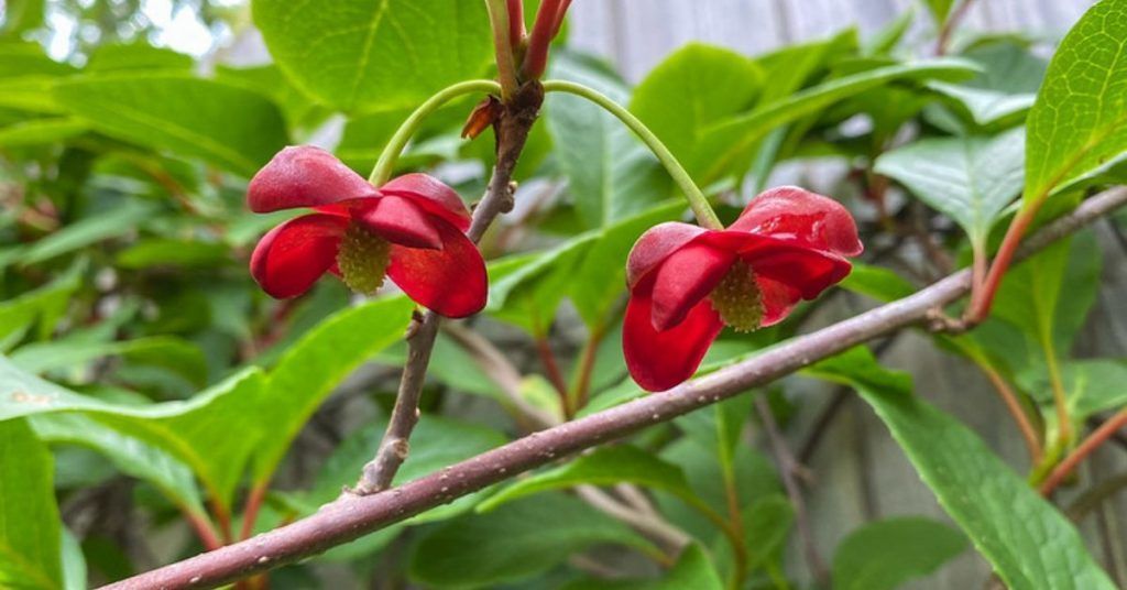 Schisandra, protector de tu vitalidad