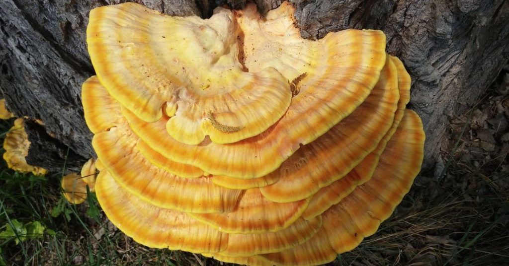 REISHI, aliado de tu inmunidad