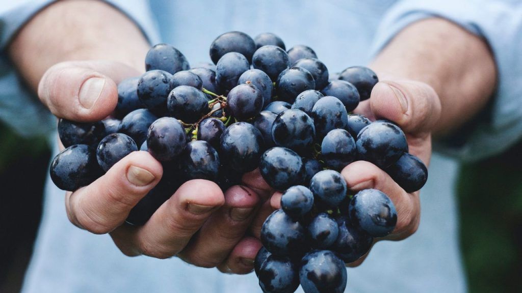 El resveratrol mejora la actividad mitocondrial y esto no solo es un factor clave para la vitalidad del organismo, sino que también hay evidencias acumuladas de su trascendencia a la hora de resistir cualquier forma de cáncer.