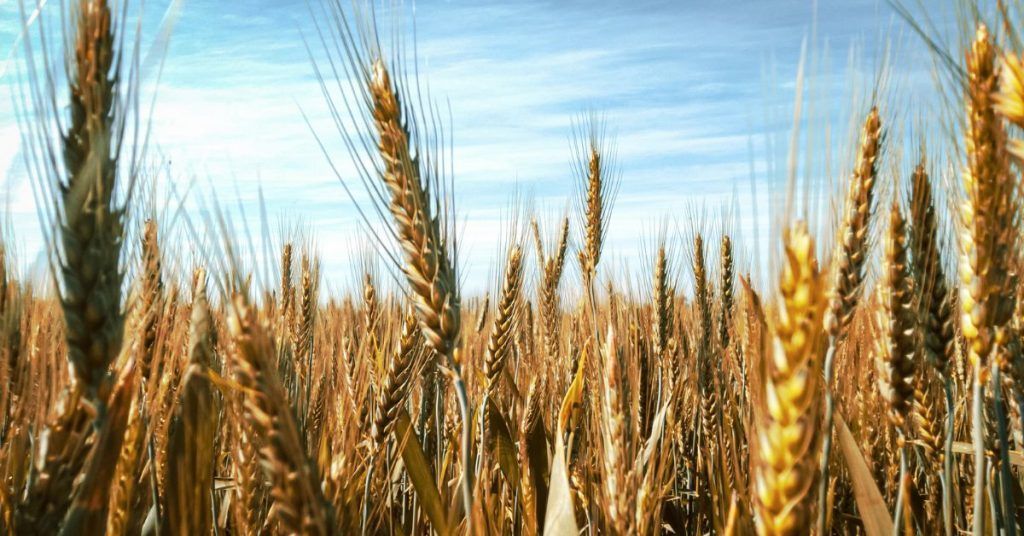 Trigo: ¿alimento o veneno?