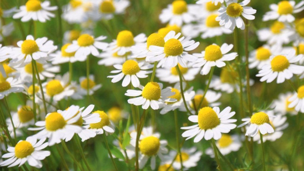 Senolíticos naturales, aliados contra el envejecimiento