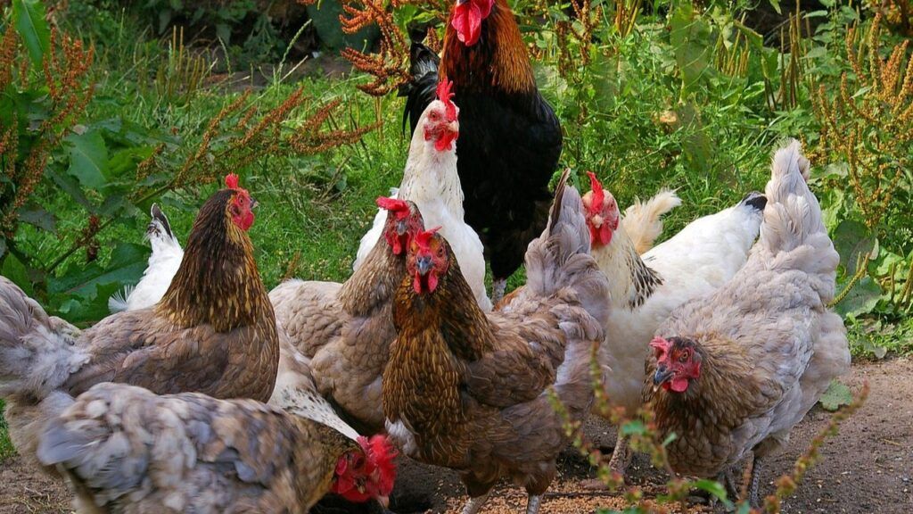 Pollos grandes, poca nutrición / Dr. Joseph Mercola