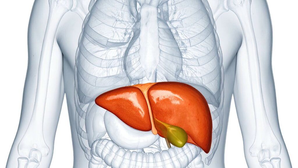 Ilustración anatómica del hígado humano en el sistema digestivo mostrando su ubicación bajo el diafragma con la vesícula biliar.